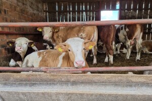 Covid mjera: Primarnim proizvođačima u stočarstvu 163,5 milijuna kuna potpore