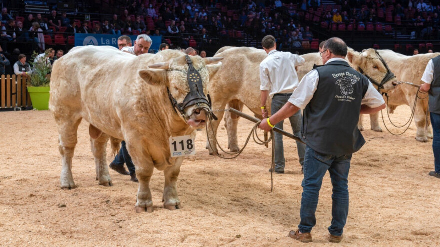 Ovogodišnji Sommet de l'Elevage posvećen Šarole pasmini