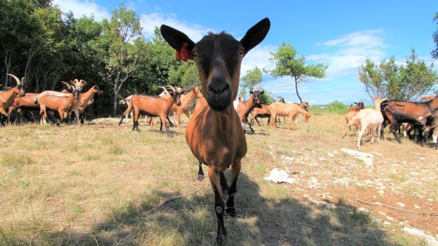 Trogodišnji program potpore: Uzgajivačima ovaca i koza 7,5 milijuna kuna