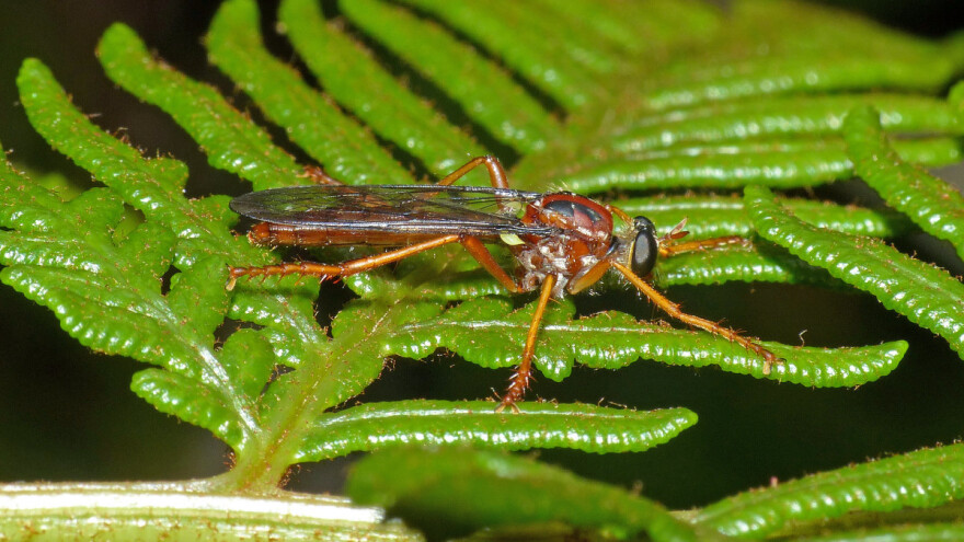 Thor, Loki, Deadpool - novootkrivene vrste kukaca dobile imena Marvelovih superjunaka