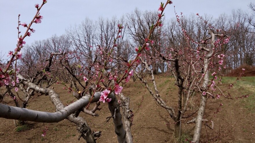 Trips napada breskve i nektarine: Neophodan oprez i zaštita voća