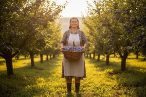 250 stabala Čačanke možda čeka eko zaokret