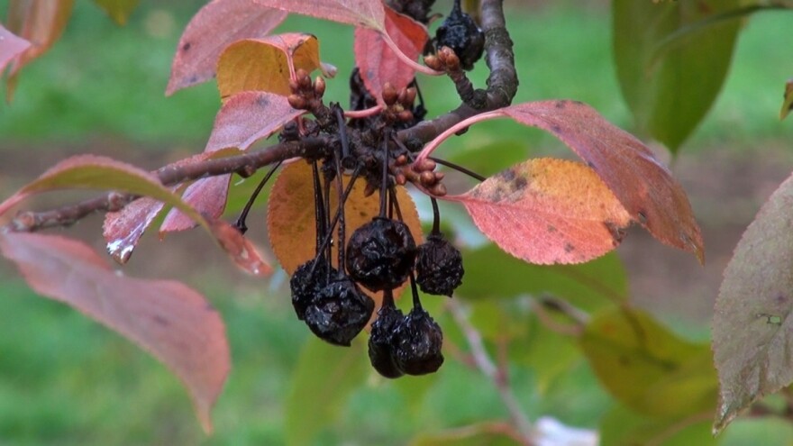 Jesensko-zimska zaštita koštičavog voća i kako je obaviti