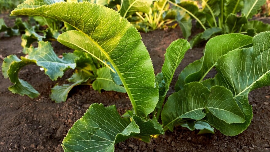 Sadnja rena i združivanje s ozimom pšenicom - koje su prednosti?