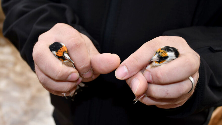 Otkriveno u Prokuplju: Zaštićene ptice češljugare držao u nehumanim uslovima