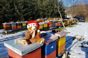 Saša Burić - pčelar kojem su se pčele od prvog kontakta doslovno uvukle pod kožu - stotinjak puta!