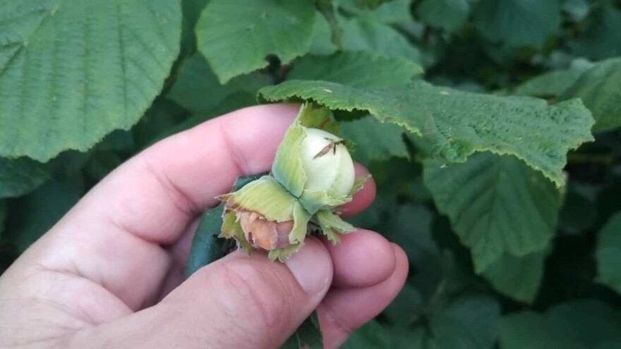 Šta je uzrok tamnih i buđavih plodova lješnjaka?