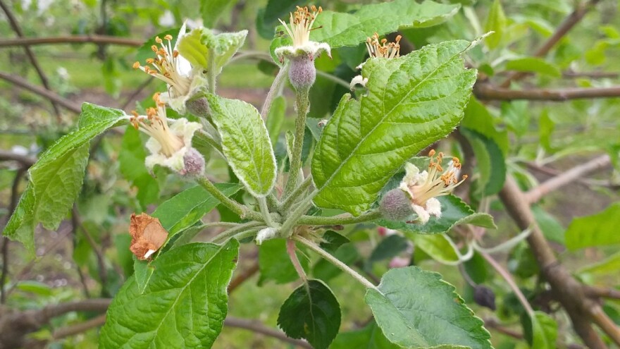 Šta sve napada jabuku i kako je zaštititi?