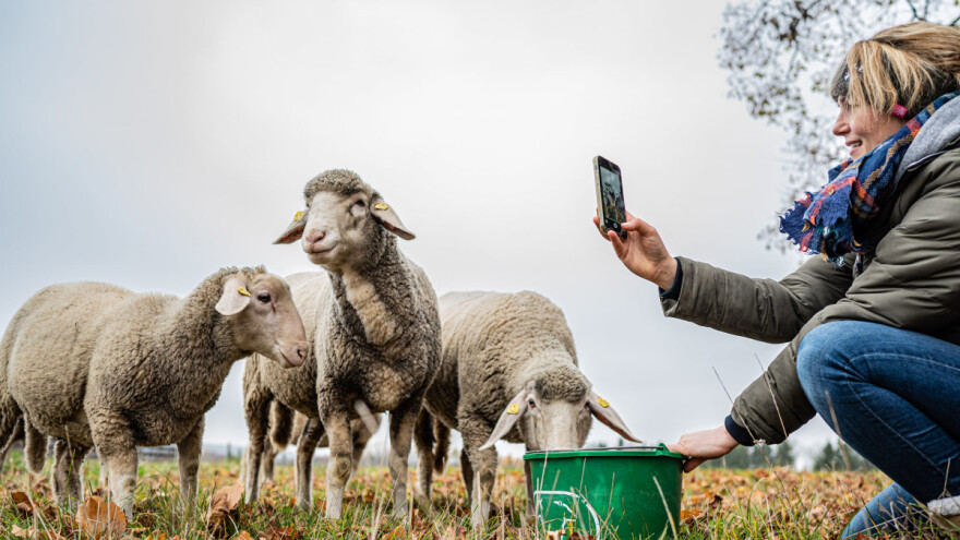 I prodaja stoke ulazi u digitalno doba? Potrebna samo aplikacija