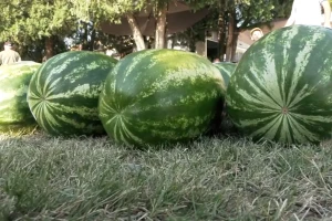 Sezona bostana se bliži kraju