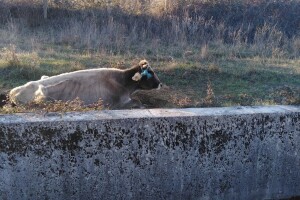 Apel veterinarke: Zaustavite već jednom sustavno mučenje krava u Sinju
