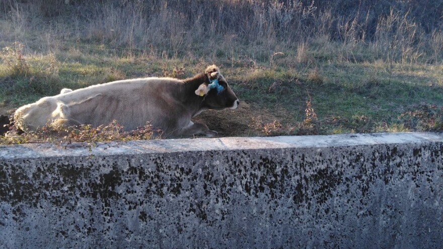 Apel veterinarke: Zaustavite već jednom sustavno mučenje krava u Sinju