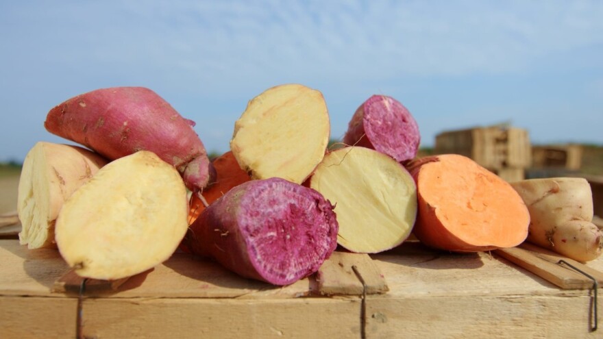 Kako se vadi, skladišti i priprema batat?