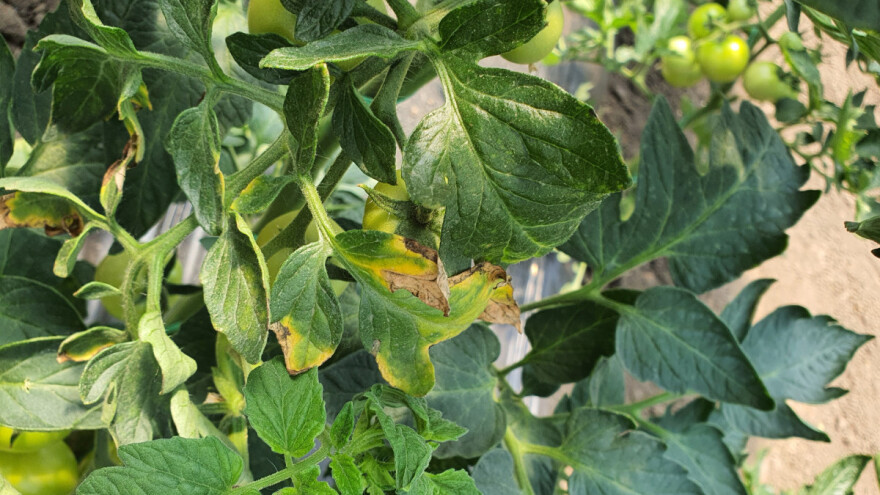 Plamenjača kod paradajza: Kada i kako je suzbiti?