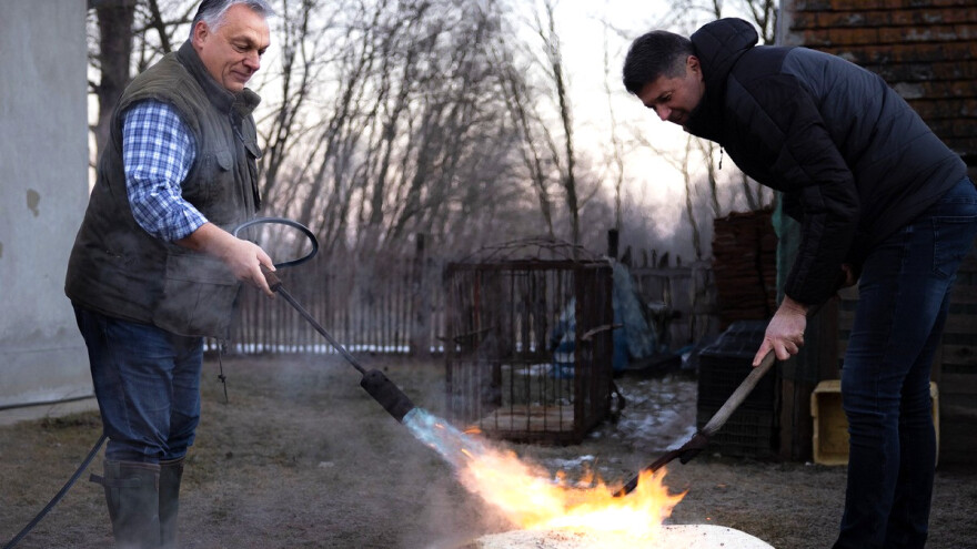 Viktor Orban na svinjokolju skuplja bodove za izbore?