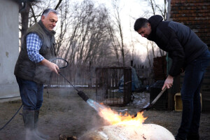 Viktor Orbán na svinjokolji skuplja bodove za izbore?