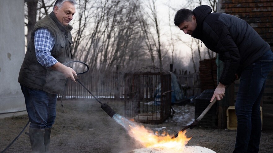 Viktor Orbán na svinjokolji skuplja bodove za izbore?