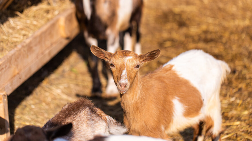 Farma Malak halal certificirana - olakšano poslovanje na pojedinim tržištima