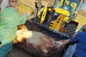 Mljekaru iz Laktaša od strujnog udara stradalo osam krava