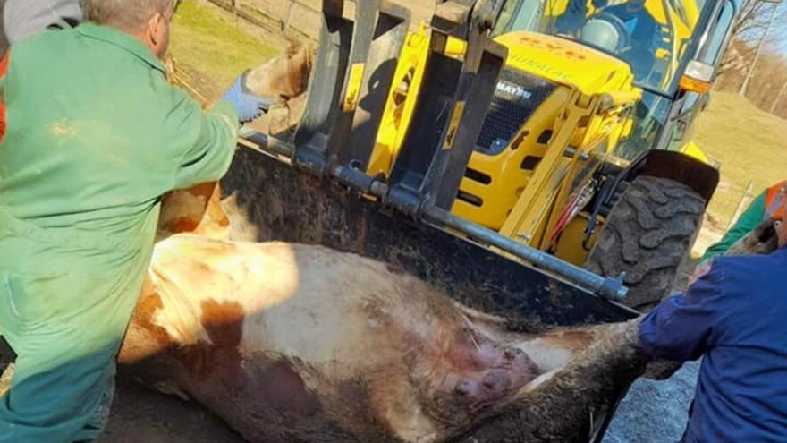 Mljekaru iz Laktaša od strujnog udara stradalo osam krava