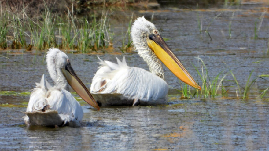 Potvrđena ptičja gripa u Crnoj Gori