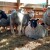Ovce iz "plastenika" uskoro na Begovoj farmi