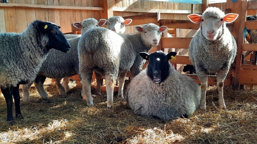 Ovce iz "plastenika" uskoro na Begovoj farmi
