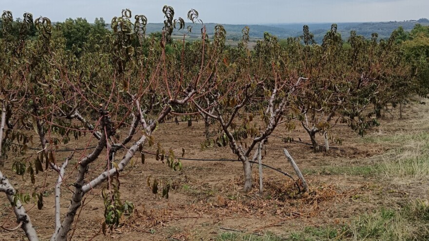 Koje mjere sada provesti u zasadima breskve?