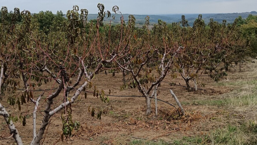 Koje mere sada sprovesti u zasadima breskve?