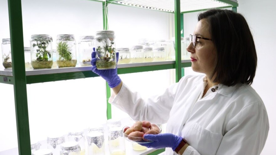 Glamočki krompir "iz epruvete": Autohtona sorta proizvedena u in vitro laboratoriji