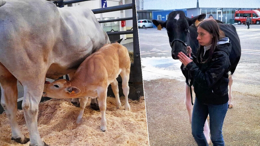 Kad doživite govedarstvo u Italiji jasno vam je zašto tu životinju u svijetu zovu blago