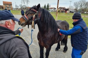 Prvi i drugi odabir pastuha hrvatskog posavca ovog vikenda u Topolovcu