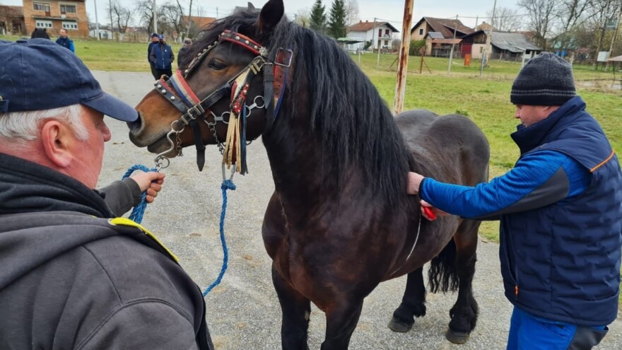Prvi i drugi odabir pastuha hrvatskog posavca ovog vikenda u Topolovcu