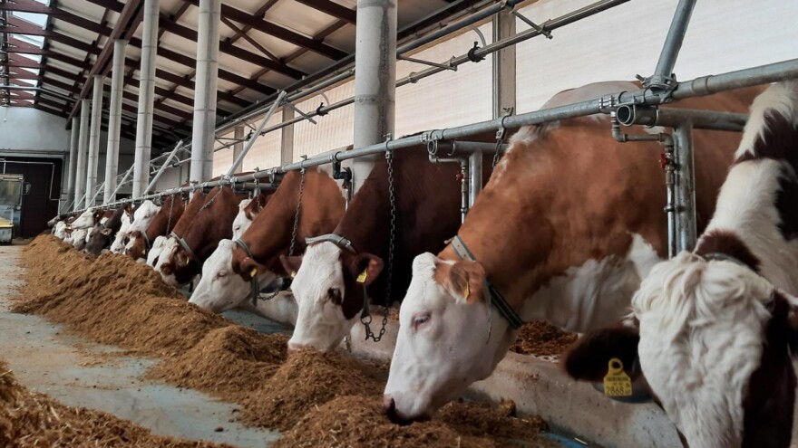 Mato Janjić se vratio iz Austrije i pokrenuo uzgoj mliječnih goveda