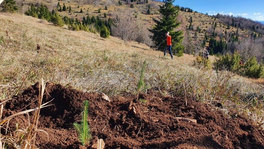 Pridružite se akciji masovnog pošumljvanja Grdonja