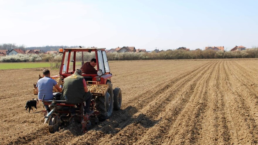 Poljoprivrednici smanjuju proizvodnju krompira, sadnja skuplja 100%