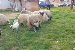 Sinanove ovce brste njive u čitavom selu - ko neće živu ovcu, kupi pečenje