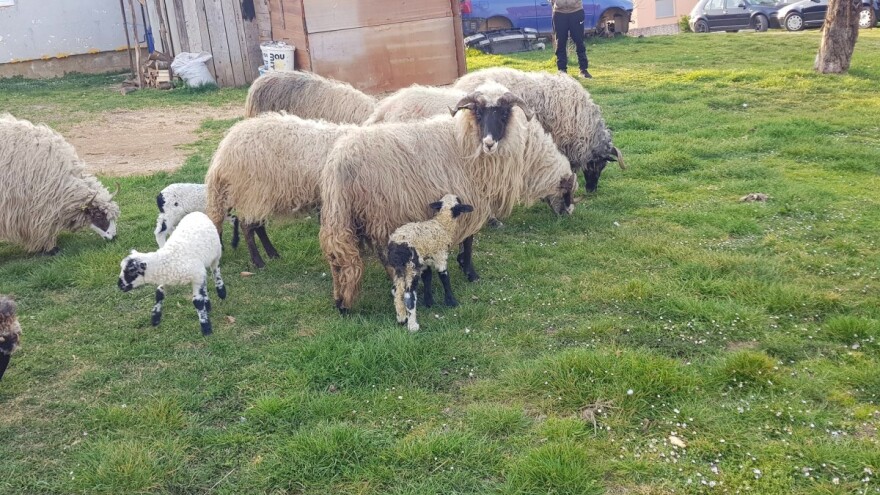 Sinanove ovce brste njive u čitavom selu - ko neće živu ovcu, kupi pečenje