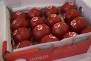 Rajčica Amela osvojila zlatnu medalju za najbolju inovaciju na sajmu Fruit Logistica