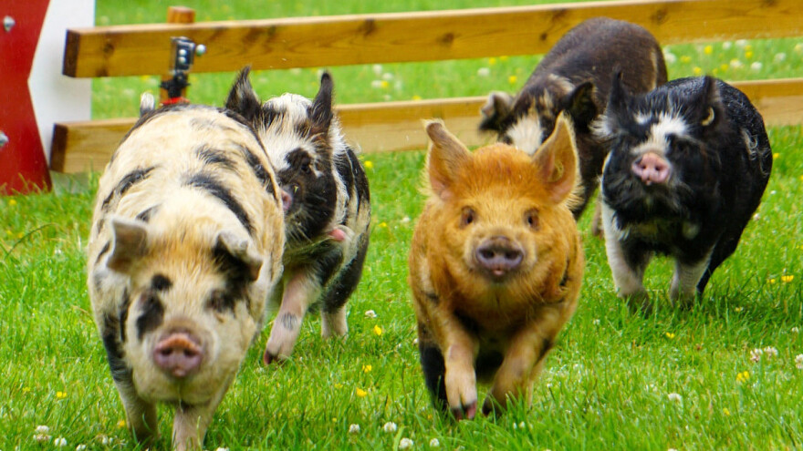 Liga šampiona: Trke svinja prava senzacija i na internetu