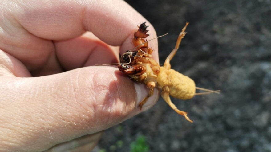 Rovac više voli uzgajane biljke od korova - kako ga suzbiti?