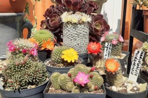 Kako je ljubav prema kaktusima i sukulentima povezala ljude
