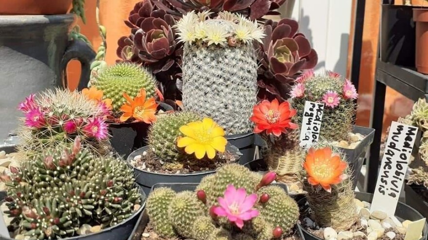 Kako je ljubav prema kaktusima i sukulentima povezala ljude