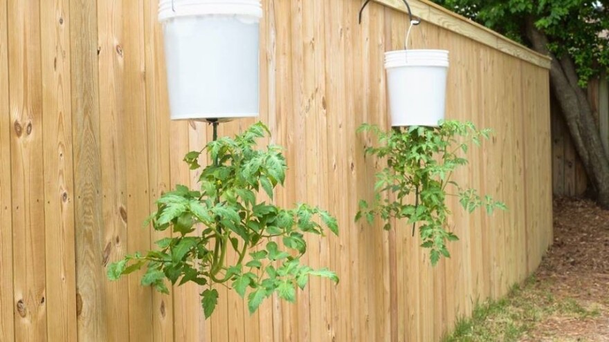 Kako uzgajati rajčicu naopačke?