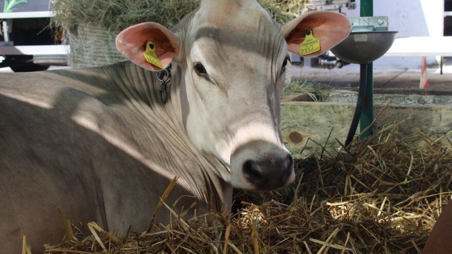 Međunarodni resavski sajam poljoprivrede 11. novembra u Svilajncu