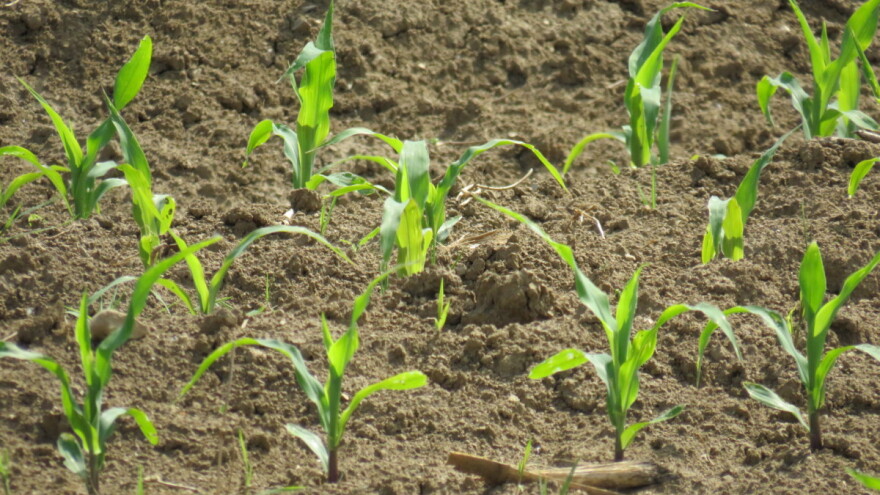 Oko 12 milijuna hektara zemlje svake godine izgubimo zbog suše i dezertifikacije