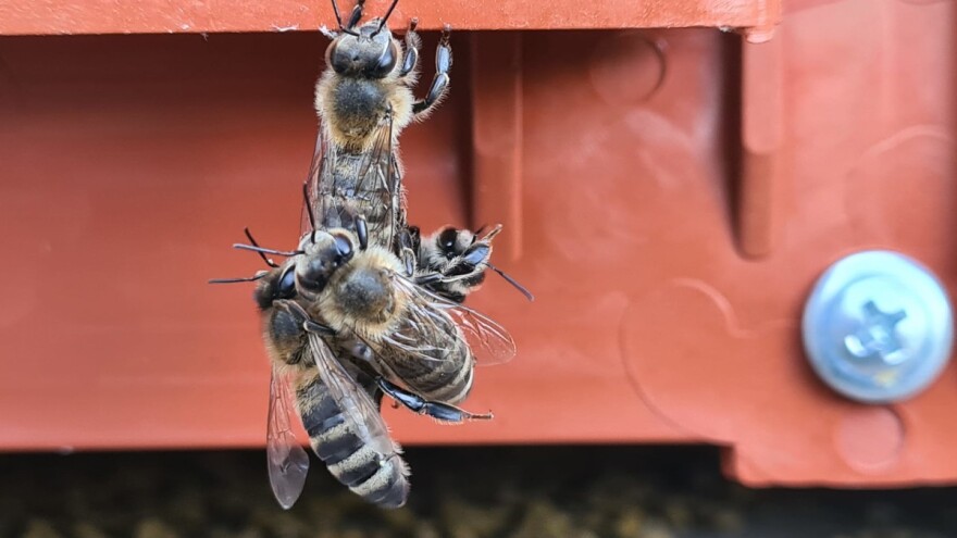 Radovi u pčelinjaku tijekom kolovoza - priprema pčela za zimovanje