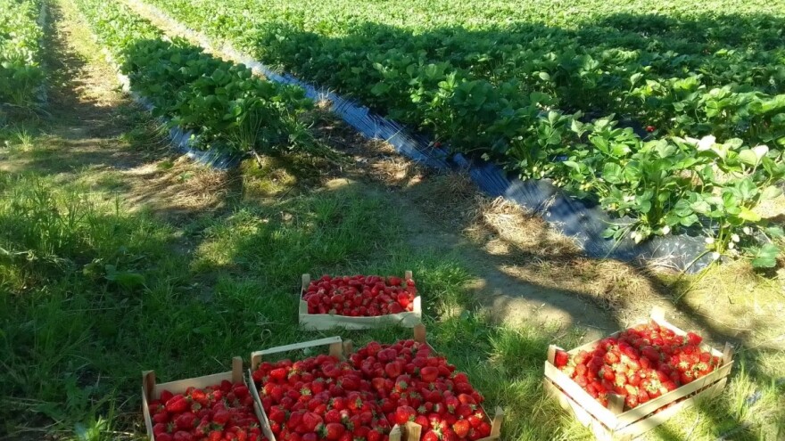 Proizvodnja jagode - na dva dunuma, zarada 5.000 KM