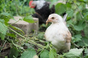Kopriva u ishrani živine - podstiče rast i utiče na proizvodnju jaja