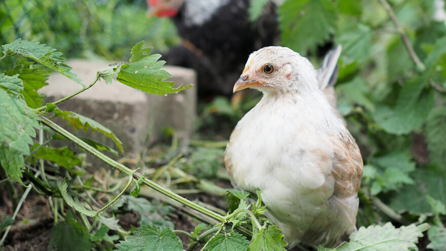 Kopriva u hranidbi peradi – potiče njihov rast i utječe na proizvodnju jaja